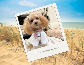 The Best of Noodles ®  2026 Calendar